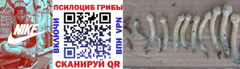 Псилоцибиновые грибы GOLDEN TEACHER Ивангород